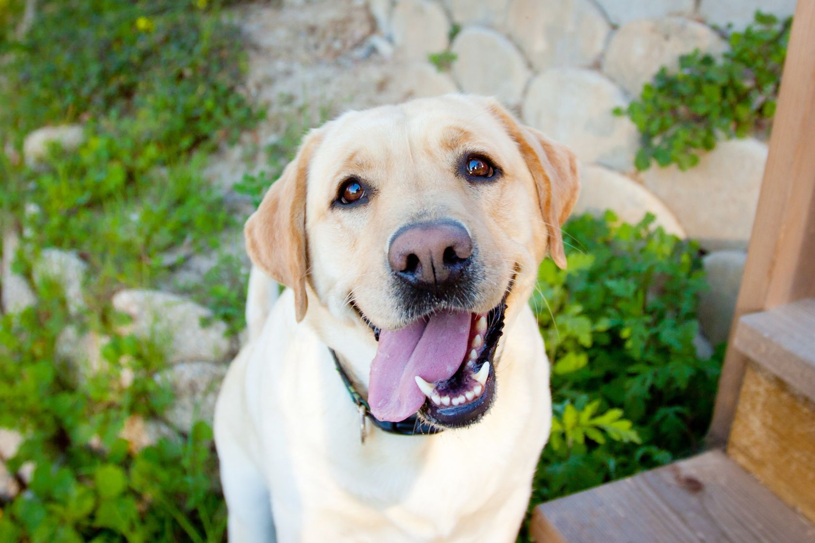 Happy dog in grass