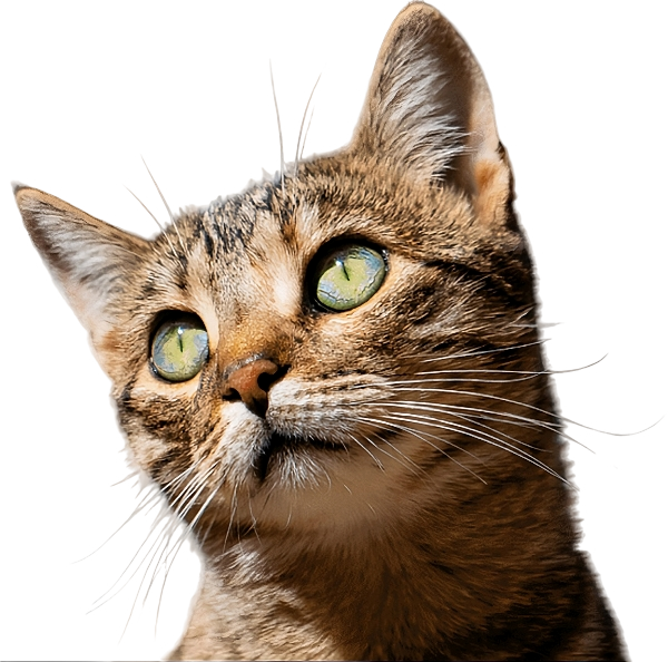 Veterinary clinic cat