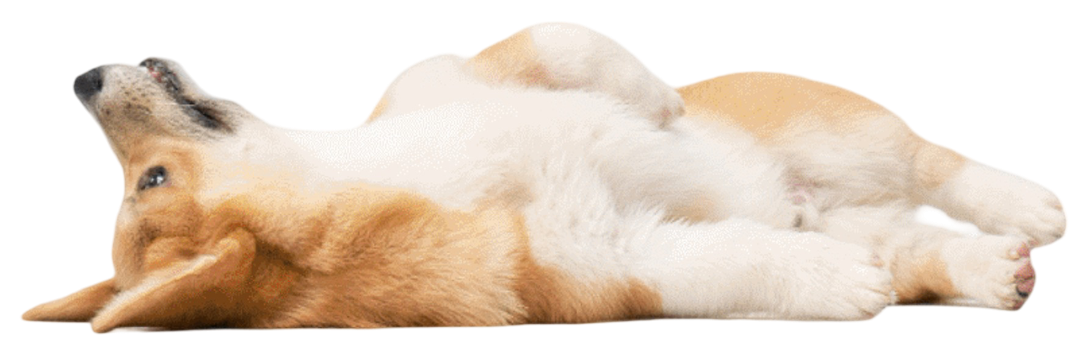 Big dog