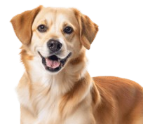 Aren